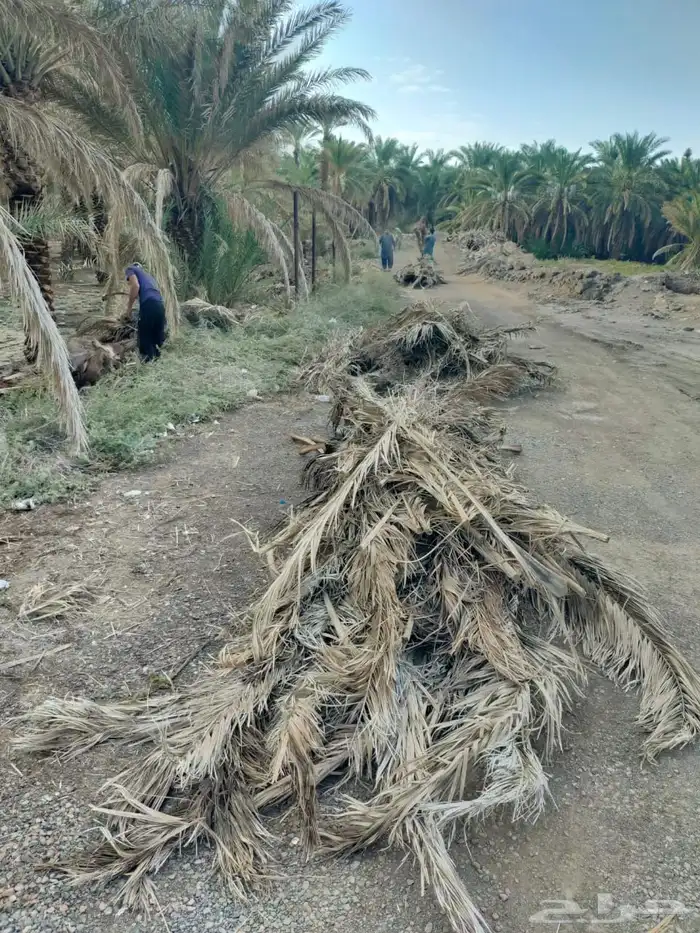 صيانة وتنظيف المزارع 27