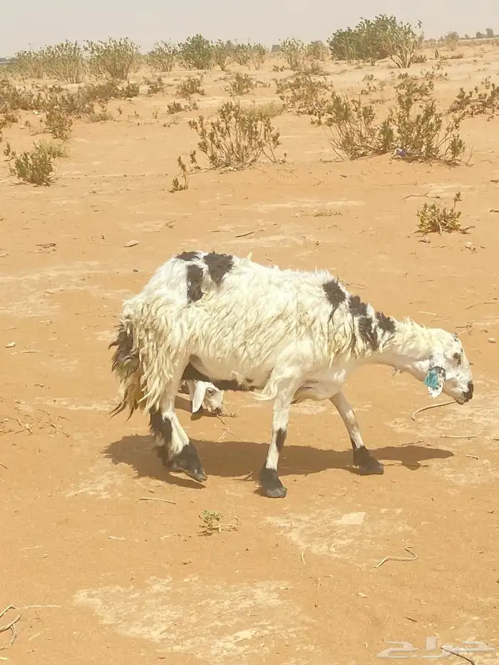 للبيع شياه متابيع وخروف فحل 3