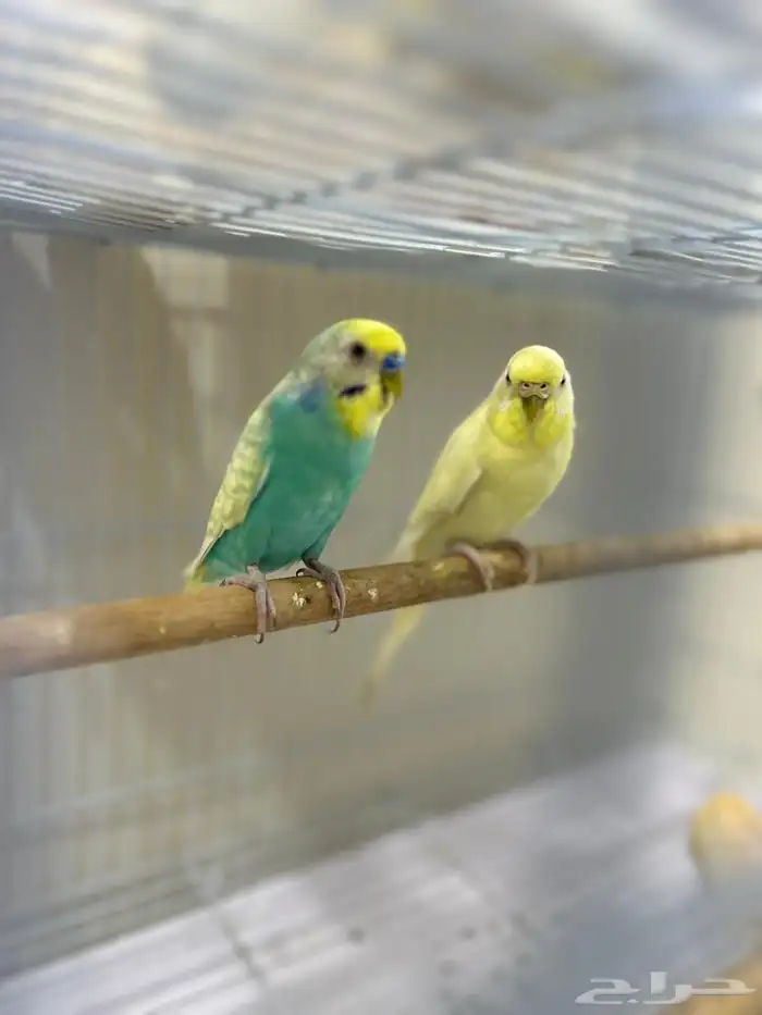 للبيع زوج بادجي منتج 3