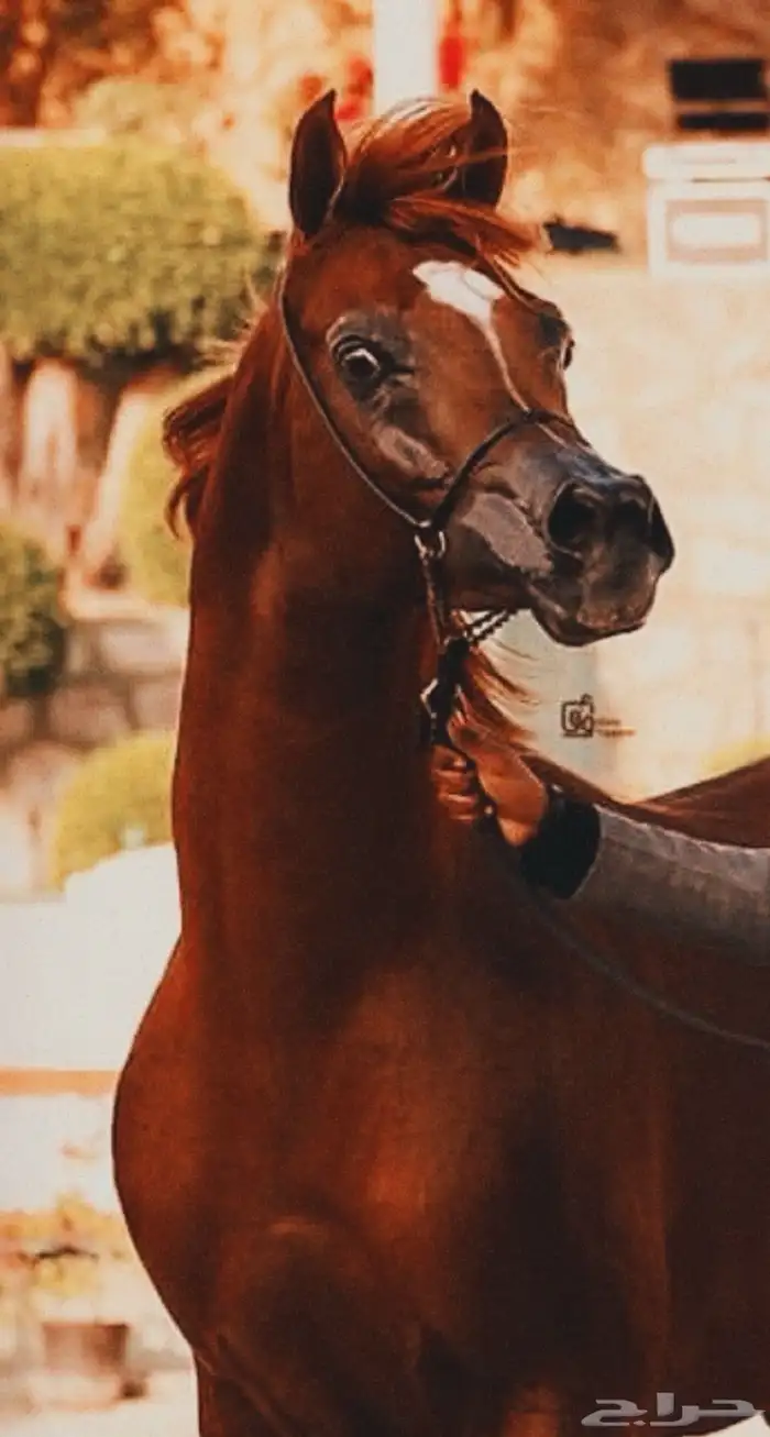 خيل مهر(واهو) 5