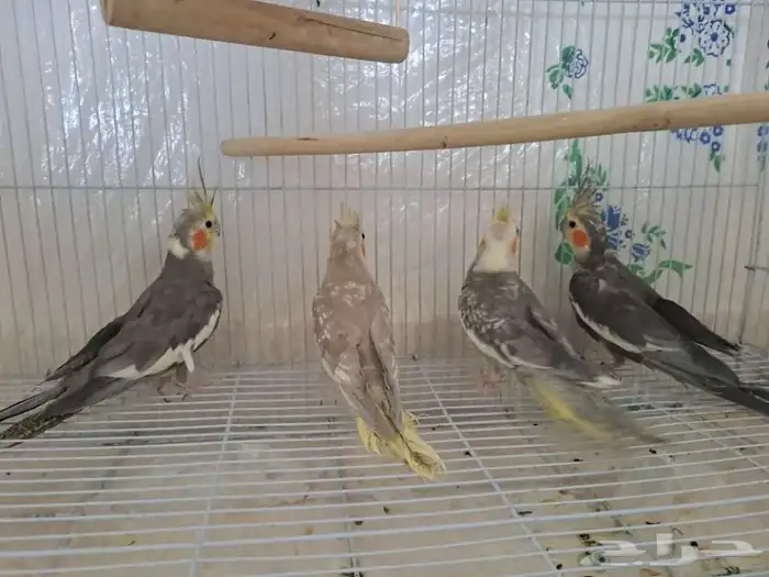 مزاد على ثلاث كرونات لايفوتكم 0