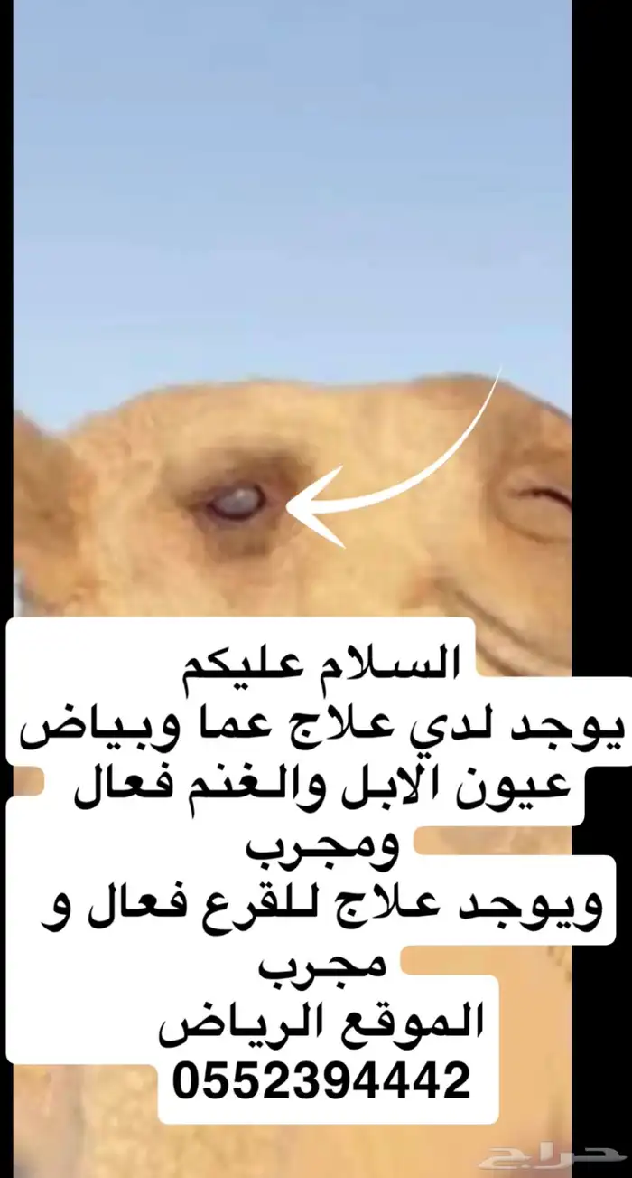 بياض العيون و القرع و الجرب 0