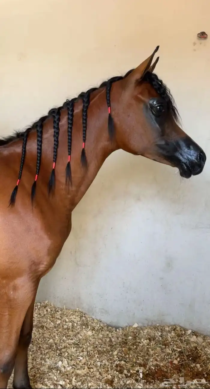 متوفر ايواء خيل الرياض ( ديراب ) خلف مركز الملك عبدالعزيز 2