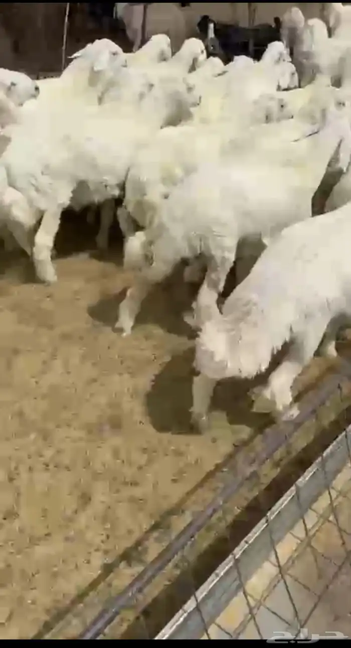 طليان حري بهم 0