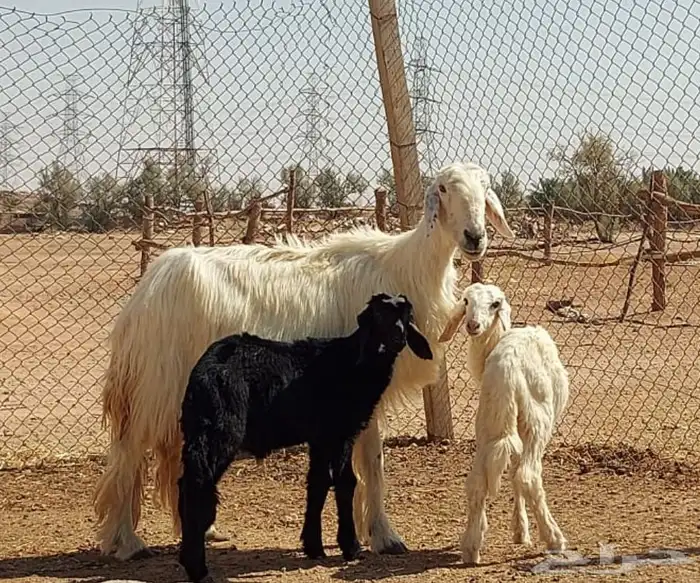 بيعت الله يبارك له عيسيه حدره توم 1