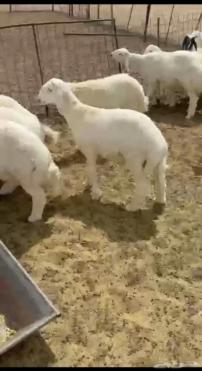 طليان حري بهم 2