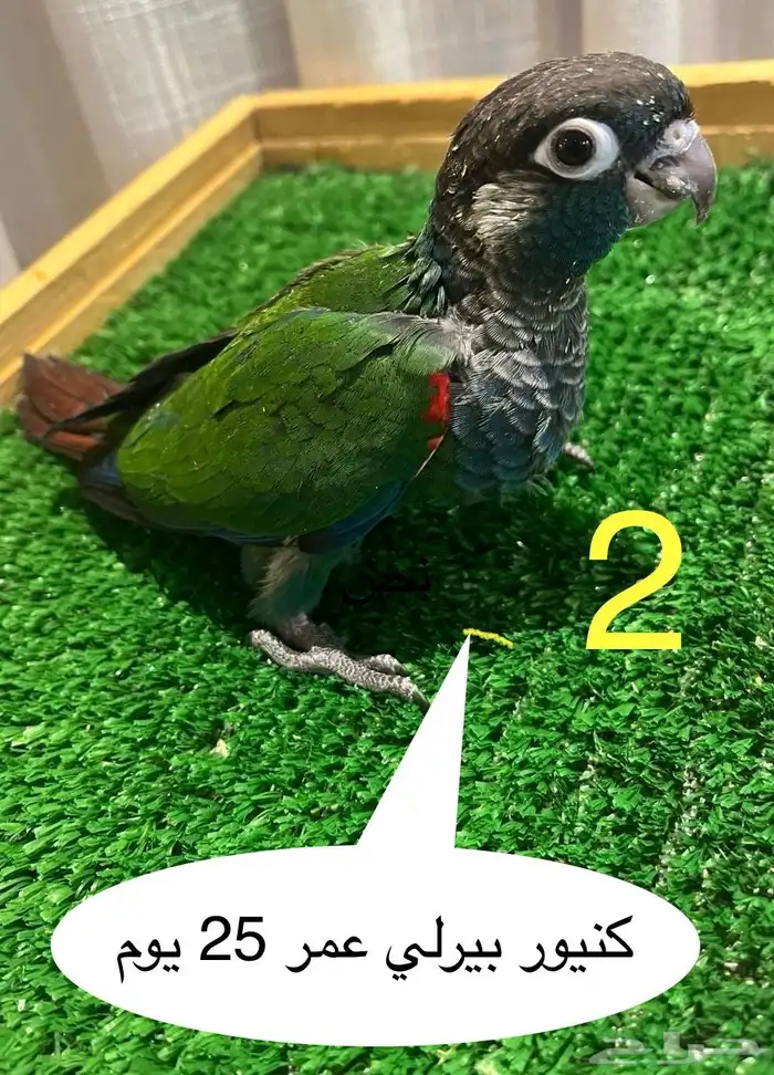 فروخ كنيور 1