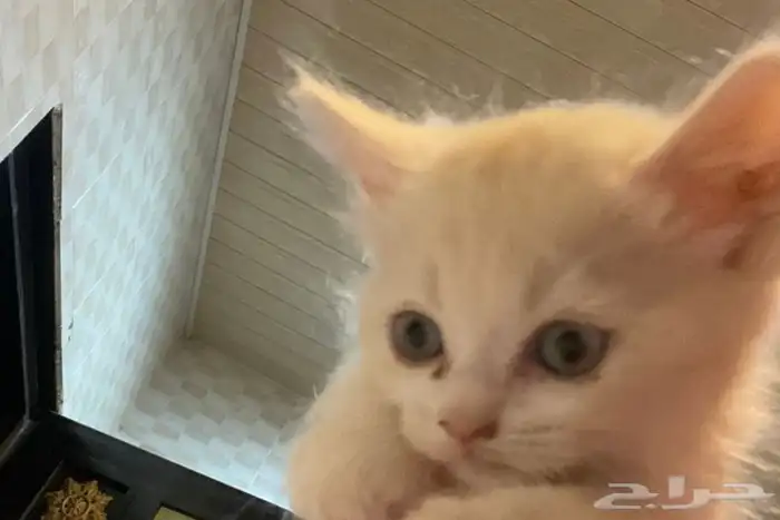 قطط للتبني مهدده بالطرد 1