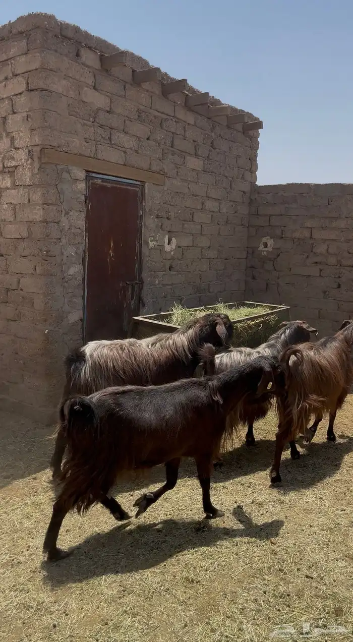 معزا قبرصيات بفحلها صنف 3