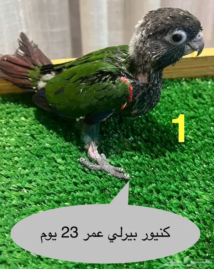 فروخ كنيور 0