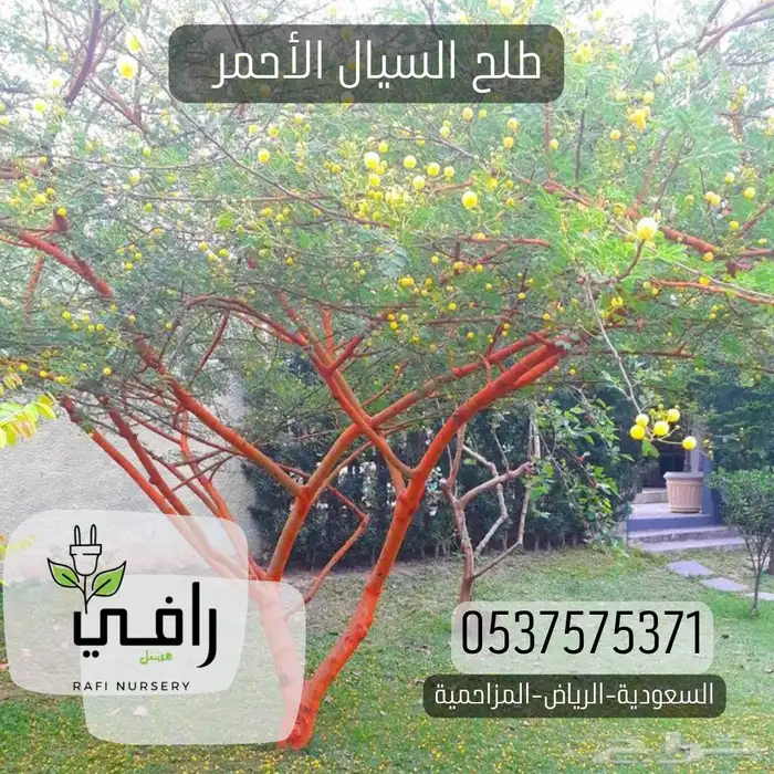 طلح السيال الأحمر 0