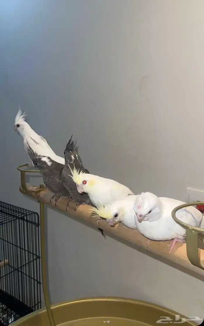 نوادر طفرات الكوكتيل للعشاق التميز والحجم 0