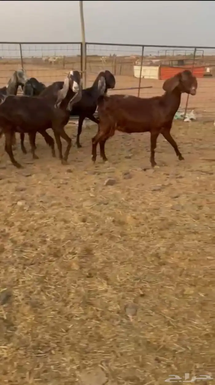 معزا مشاريك 0