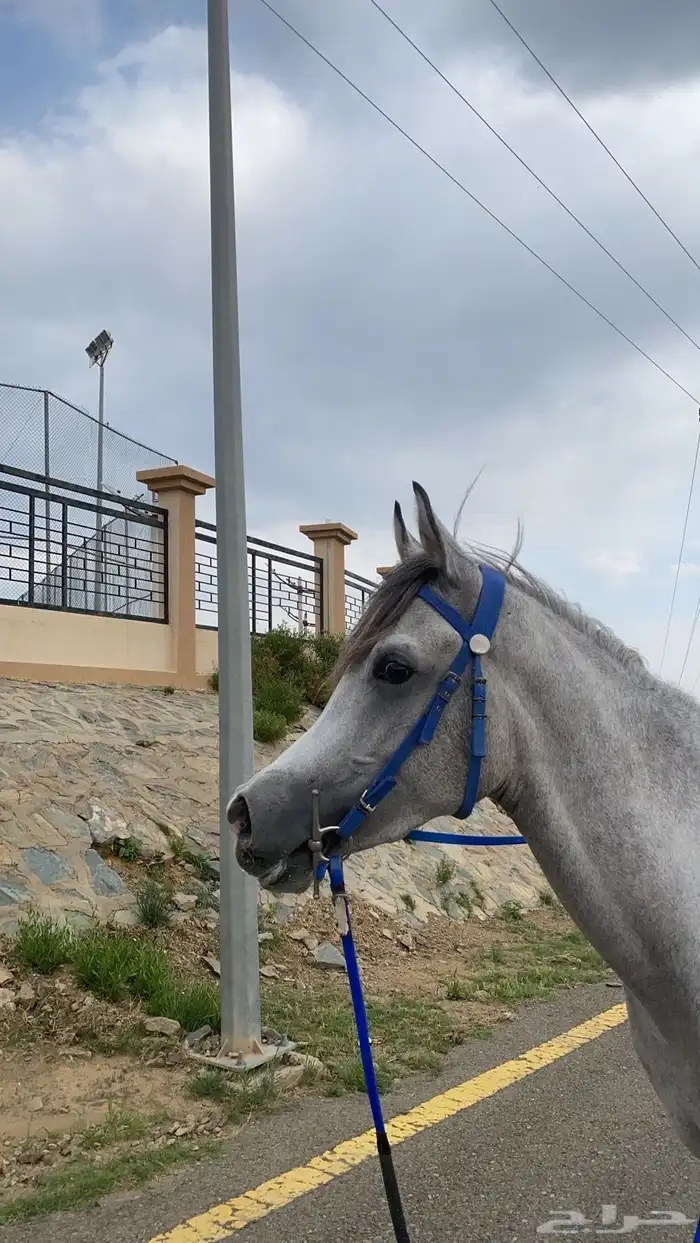 خيل شعبي حار 0