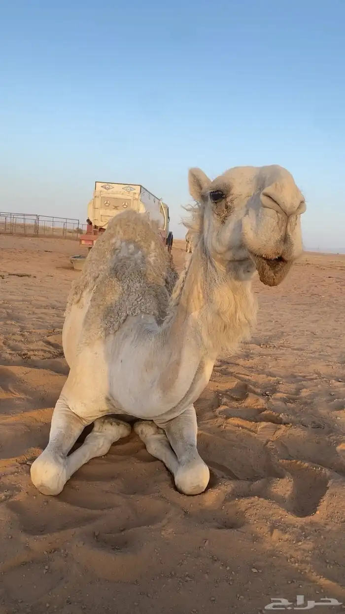 ناقه لقحه وضحاء للبيع 1