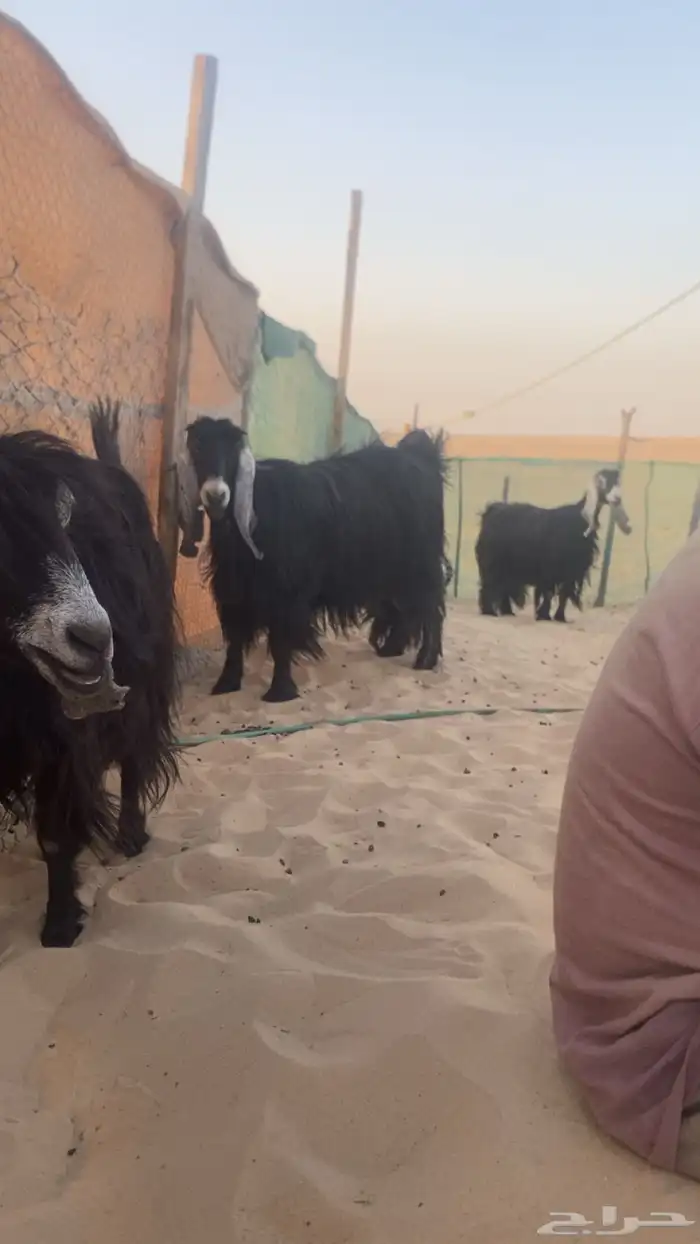 معزا عوارض 1