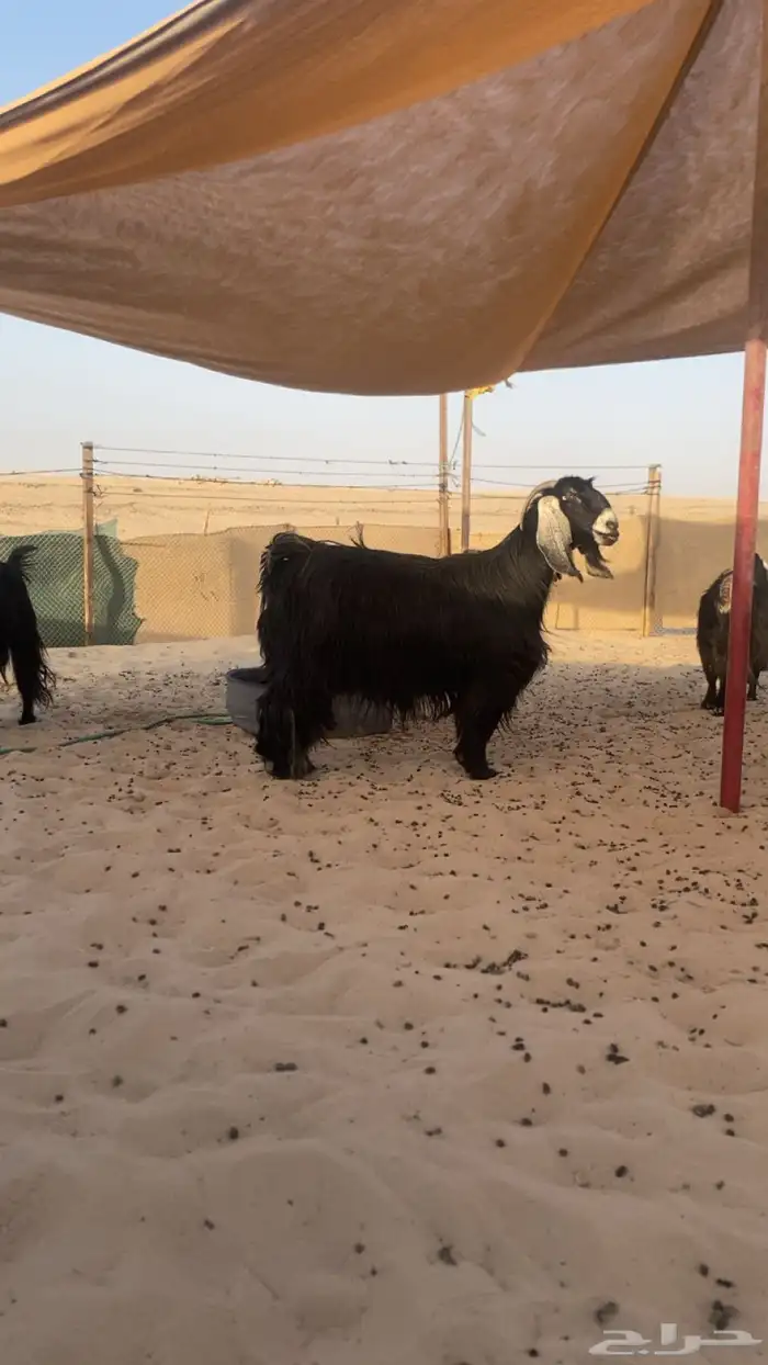 معزا عوارض 0