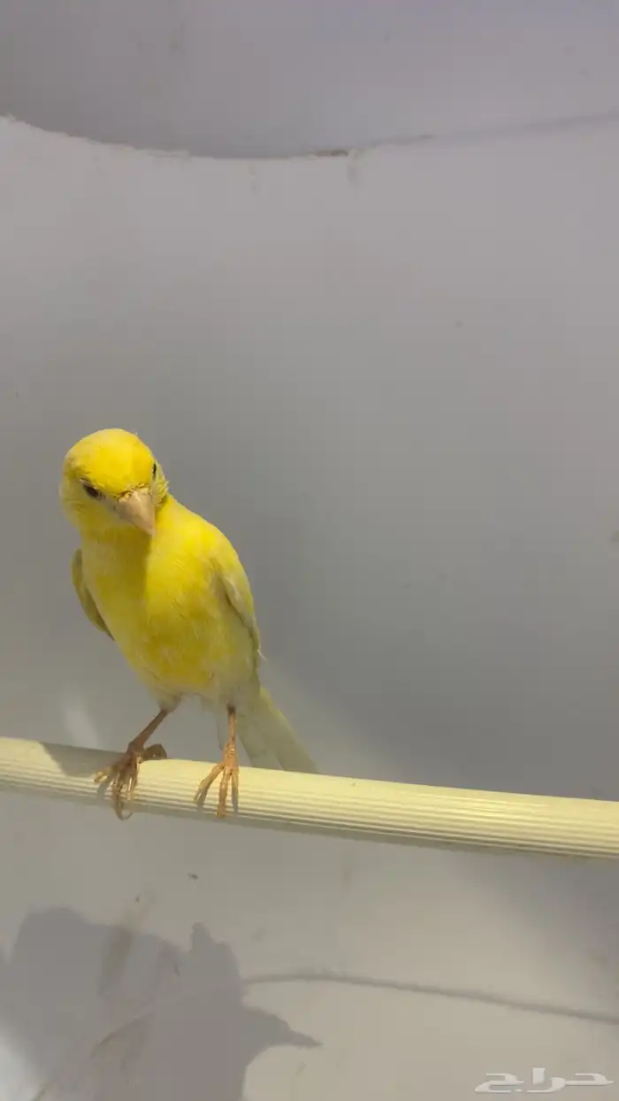 انثى كناري 2