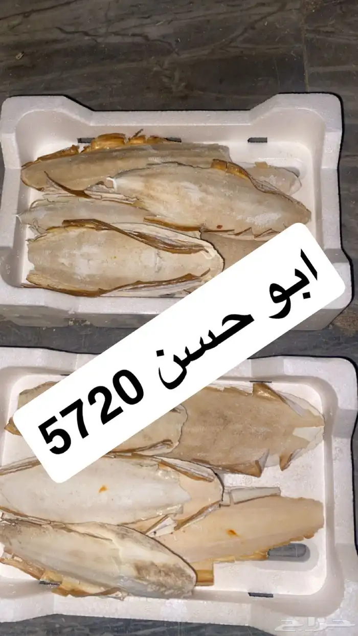 حبار فلين 0