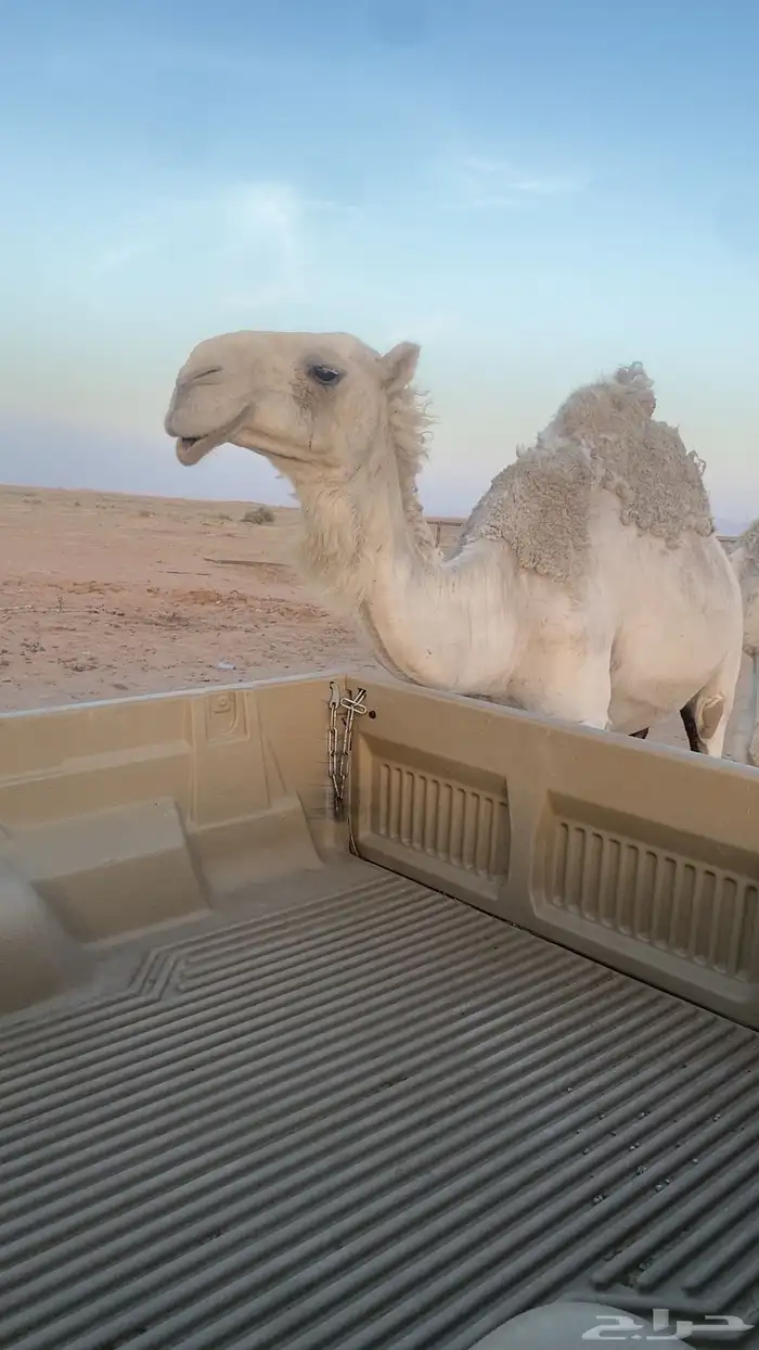 ناقه لقحه وضحاء للبيع 2