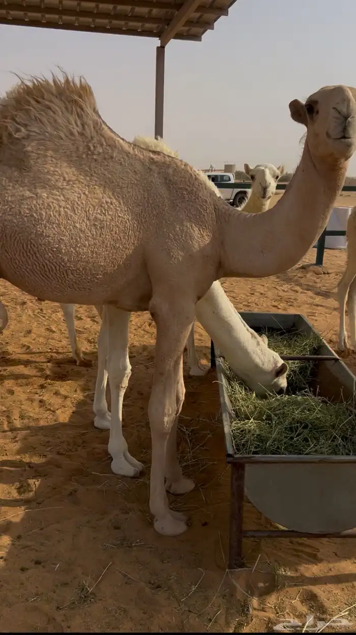 قعدان قصب شحمم 2