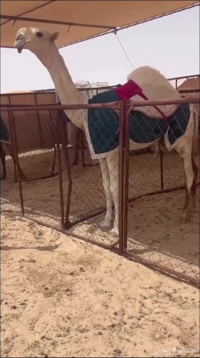 حوارة وضحاا ظغط عاالي 0