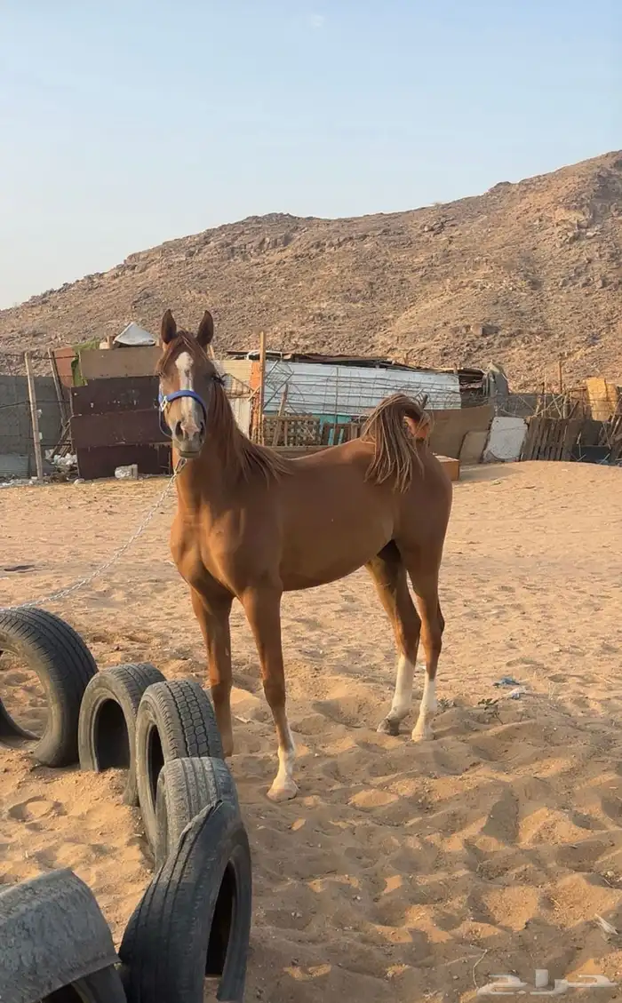مهره شعبيه فاخره 2
