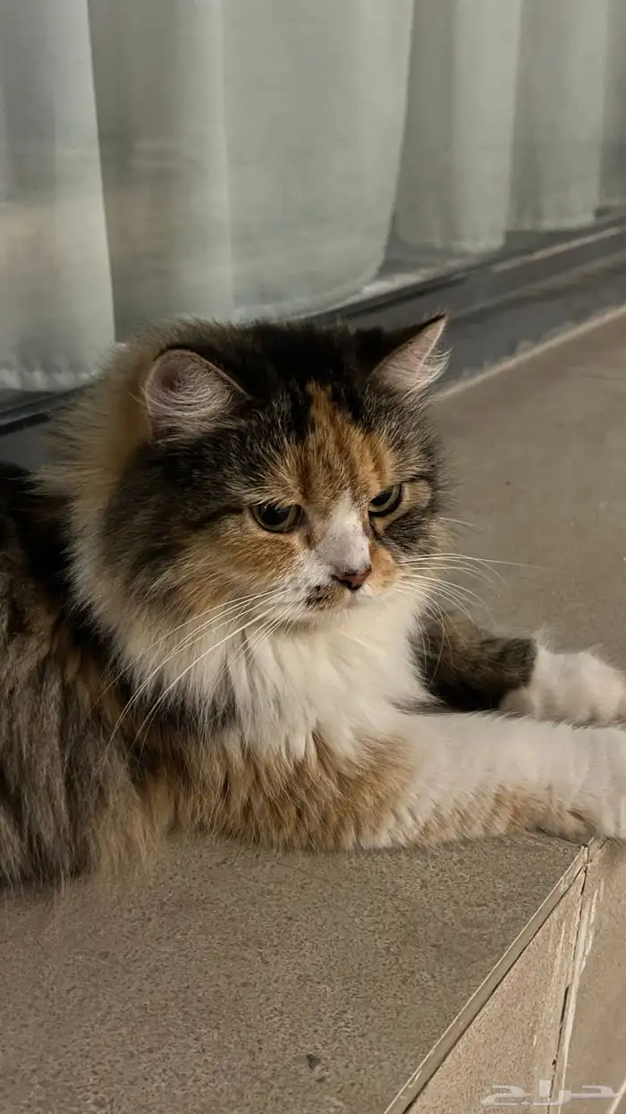 قطة شيرازية للتبني 2