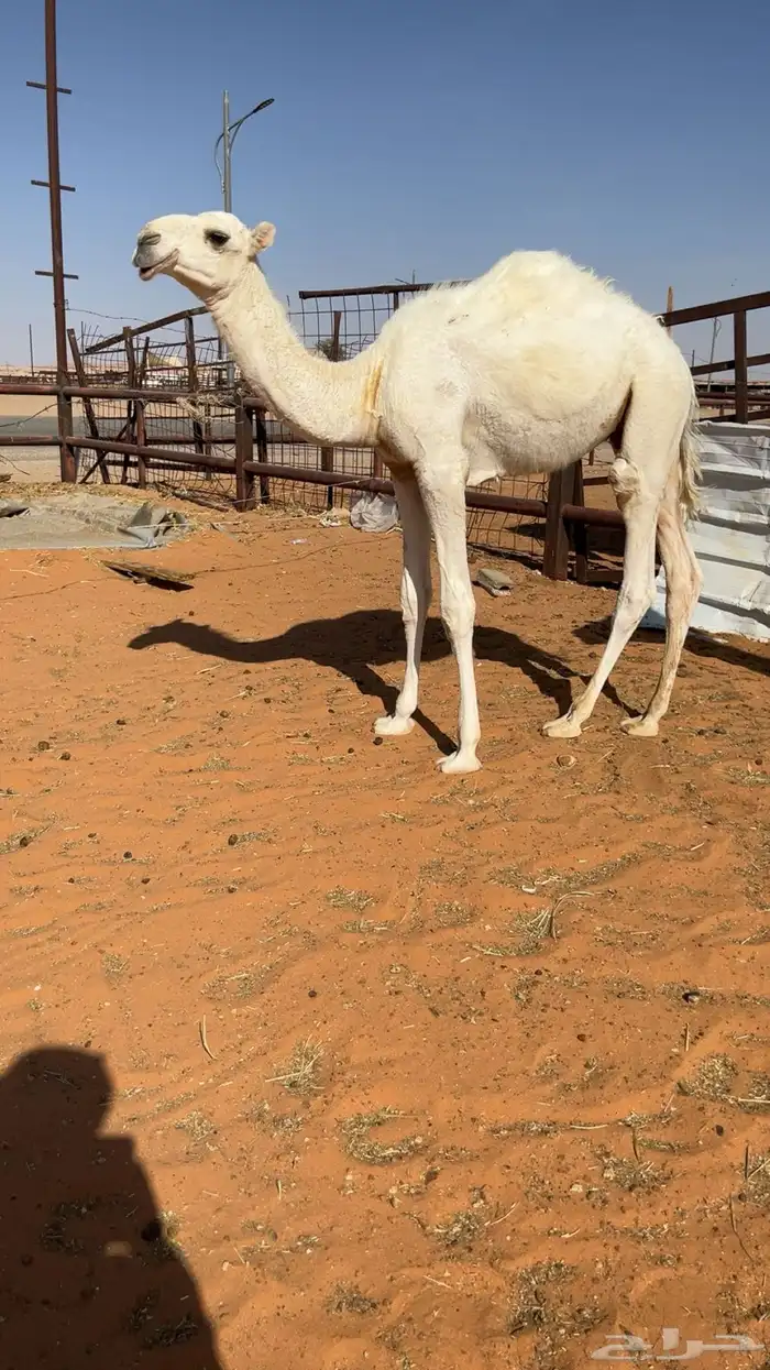 خلفه وضحى كفو 1