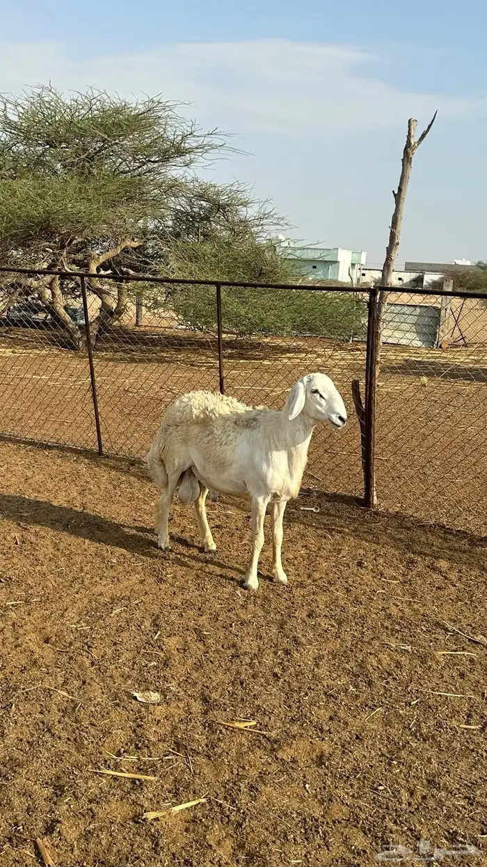 طلي فحل حري 2