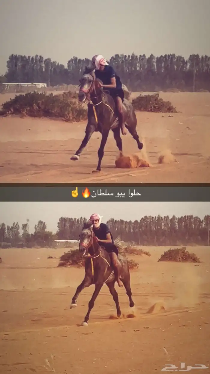 حصان شعبي 1