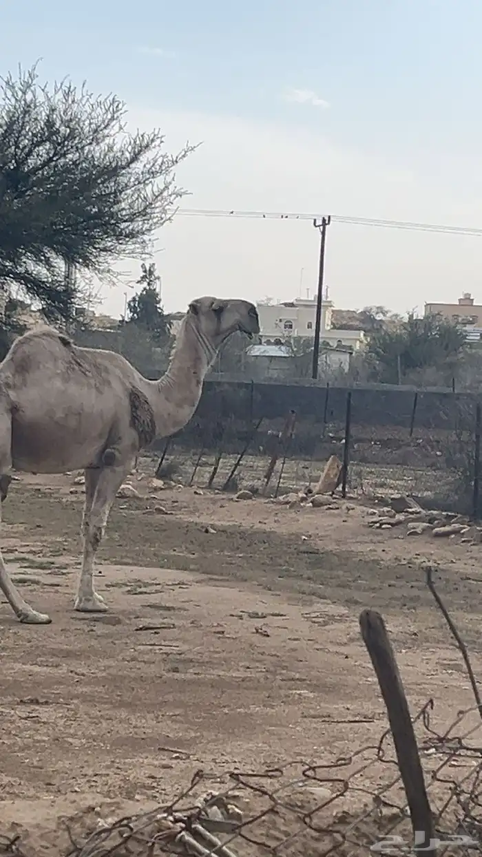 بعير اشقح شمالي هداوه واضراب واعشار شرط 1