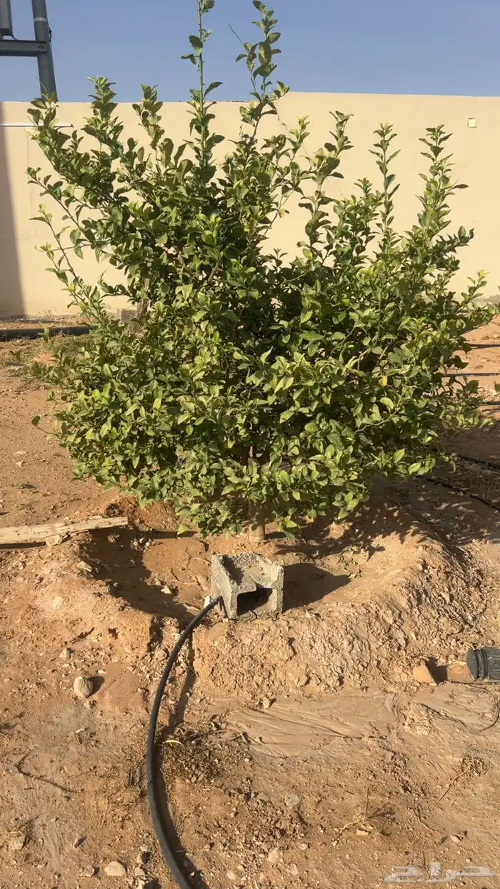 اشجار برتقال 3