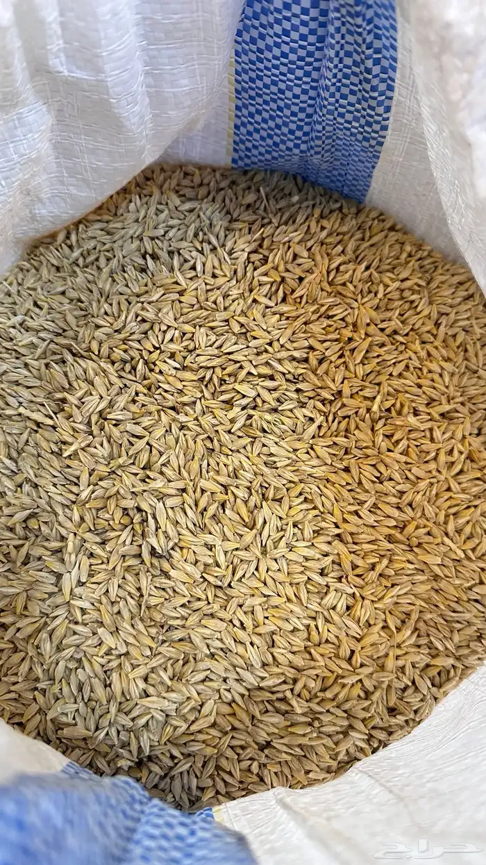 شعير بلدي صالح للاكل 0