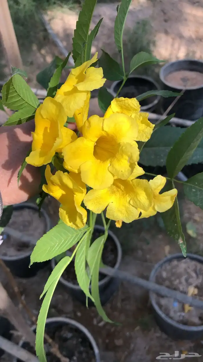 شتلات أكاسيا ورد اصفر وغيرها كثير 7