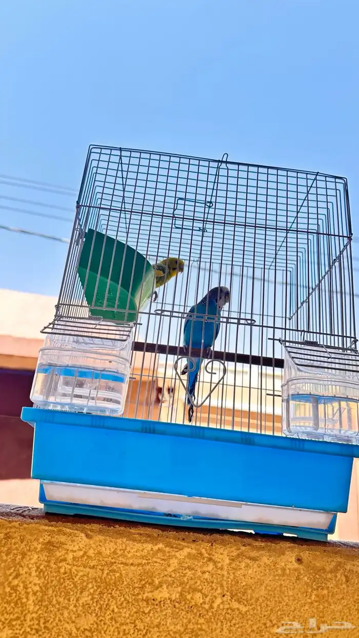 للبيع طيور حب مع كامل ملحقاته 0