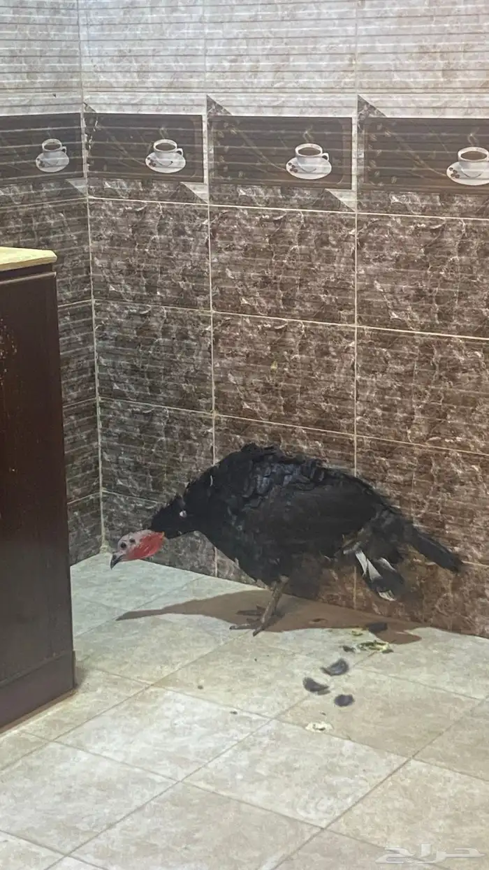 ديك رومي للبيع بالخرج 2