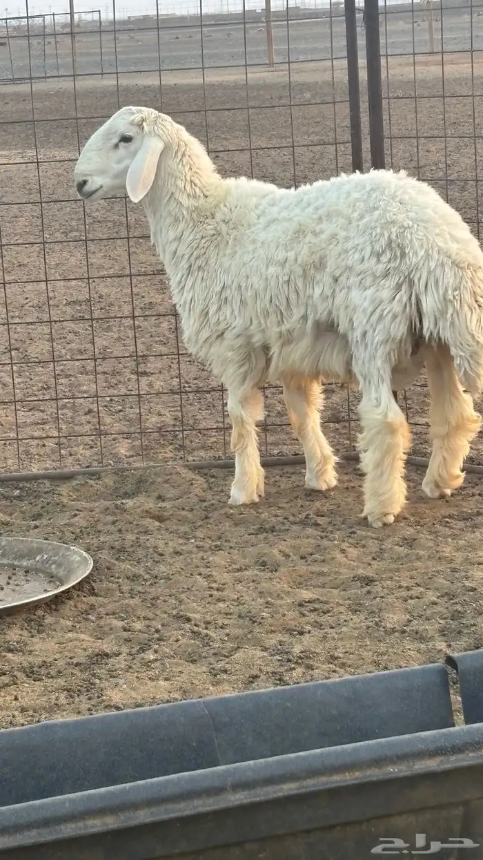 خروف حري 0