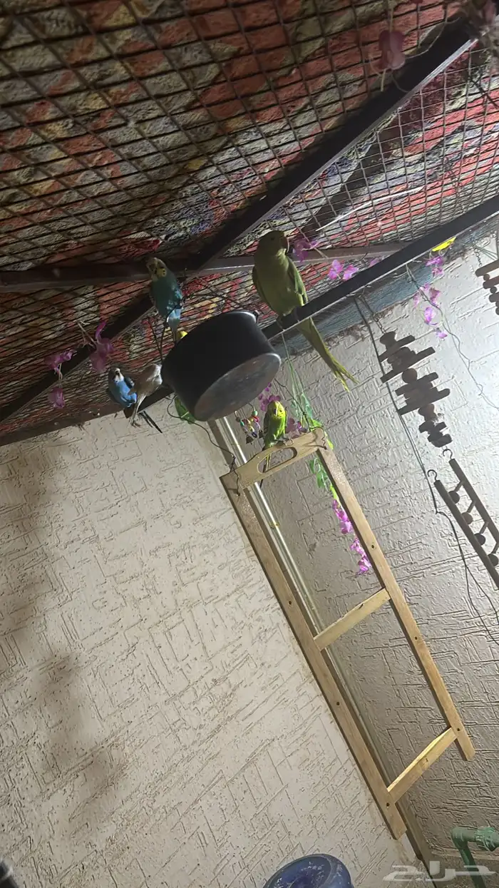 الدره ويادجي لبيع 0