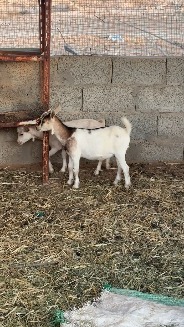 عمانيات ع جنوبي 2