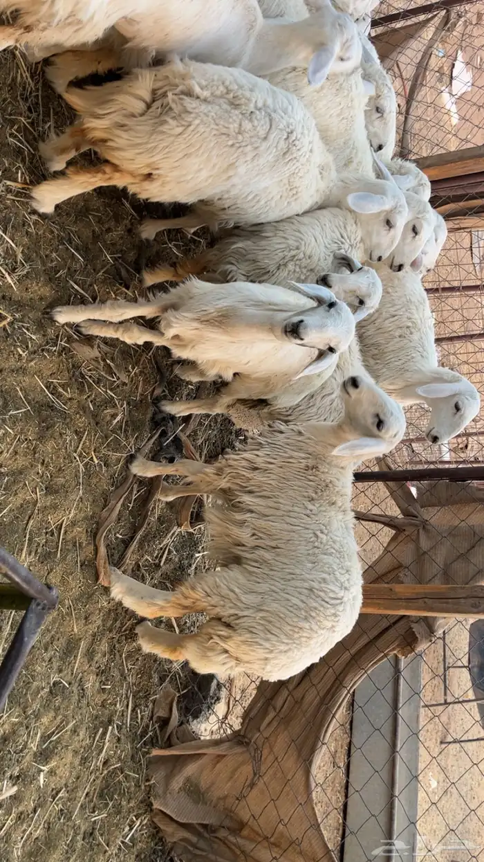 رخال مقاني طيبات (تم البيع) 0