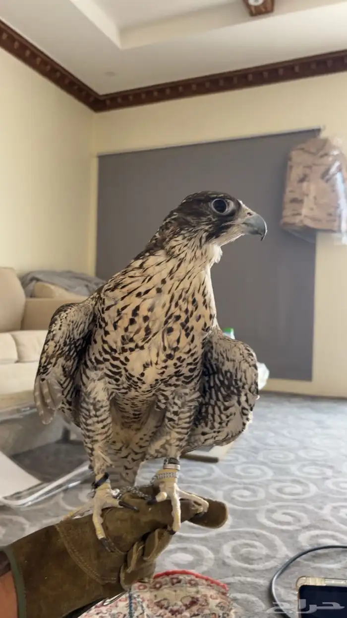 جير بيور 1