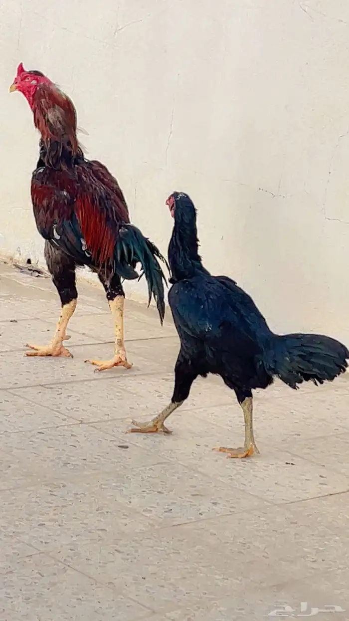 دجاج باكستاني شرورة 3
