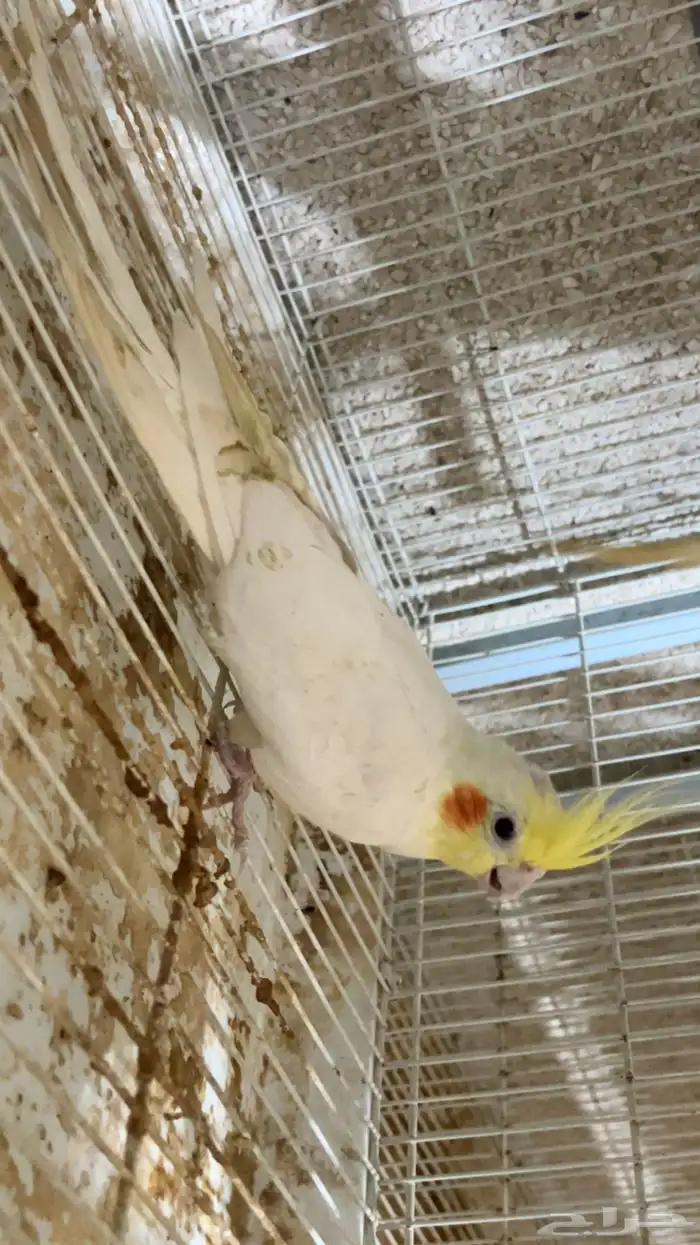 للبيع ذكر كروان لاتينو الي توقف عليه سومه نصيبه 1