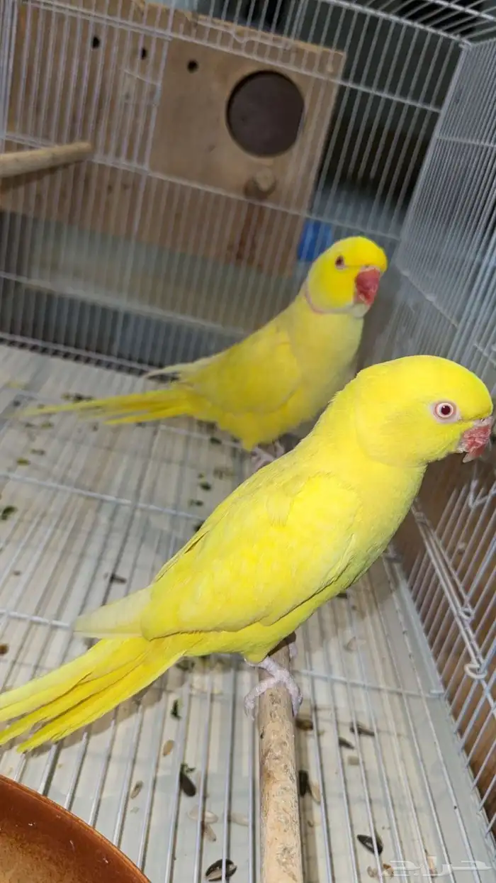 جوز دره منتج 0