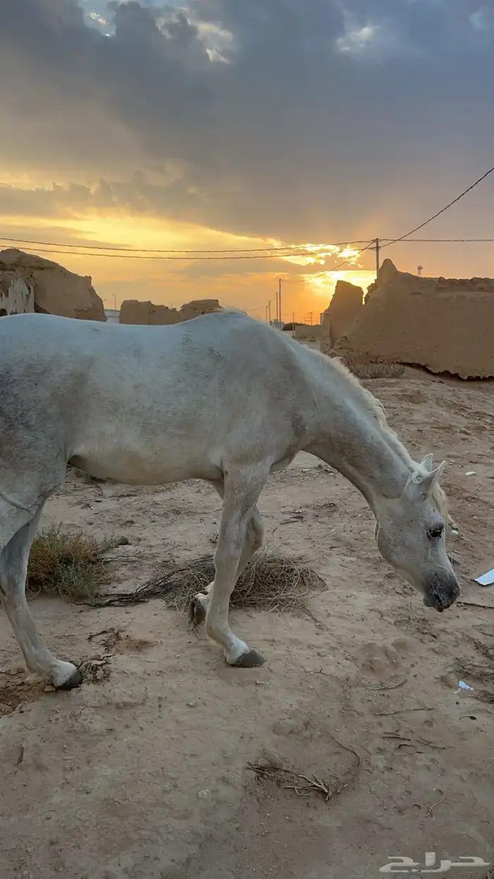 حصان للبيع مستعجل 0