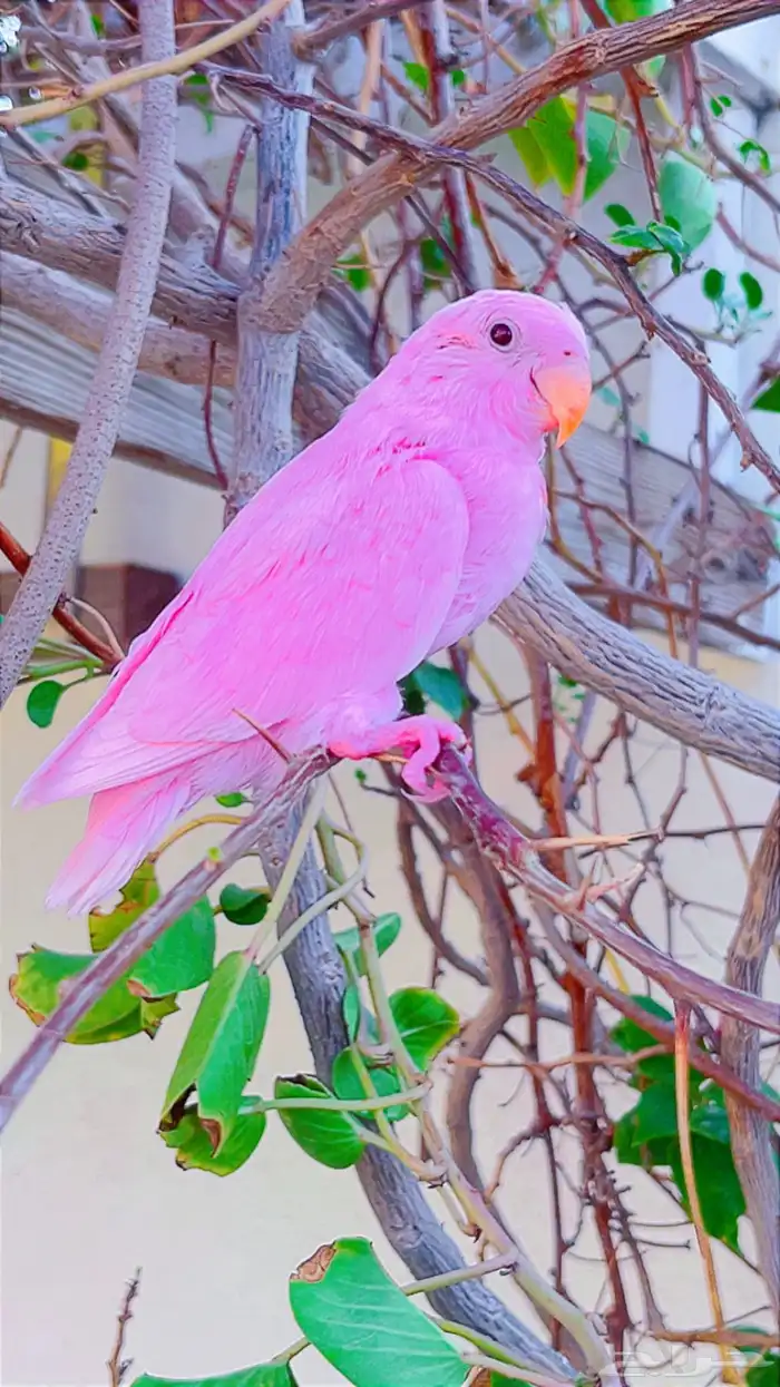 روز وردي اليف(( تم البيع )) تم تحويل عمولة الموقع 1