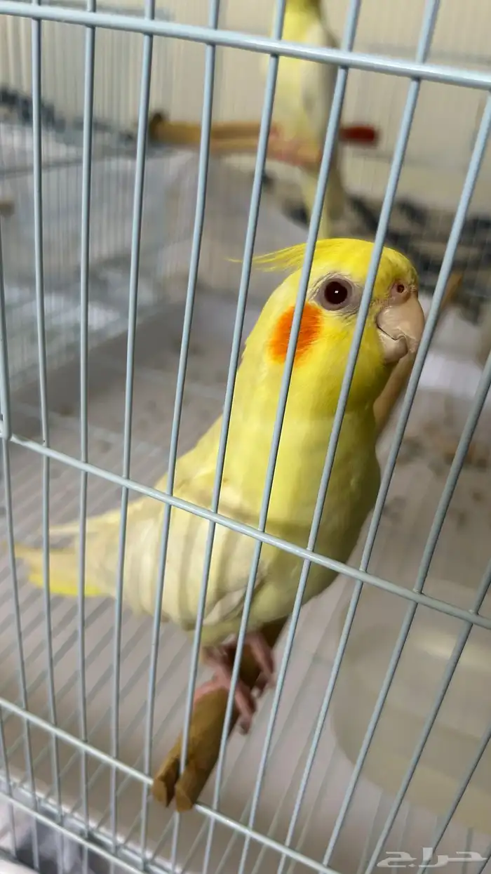 جوز كروان لاتينو اليف 3