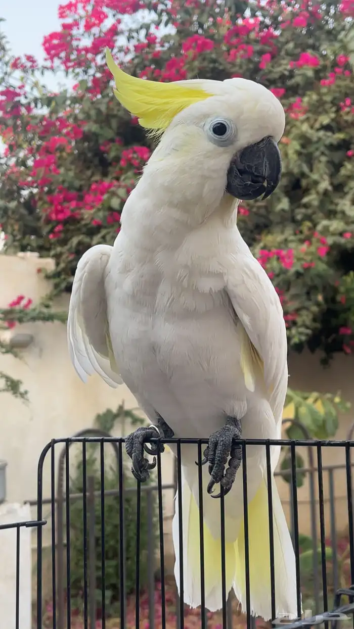 ببغاء كوكاتو 1