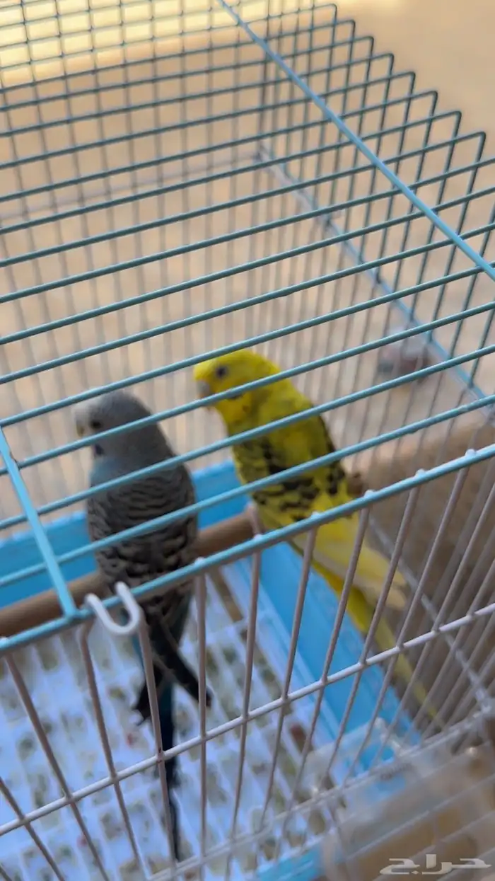 للبيع طيور حب مع كامل ملحقاته 5